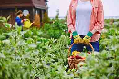 Best Superfoods Wildcrafted Herbs