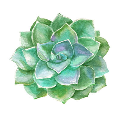 Watercolor succulents cacti.
