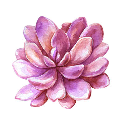 Watercolor succulents cacti.
