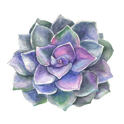 Watercolor succulents cacti